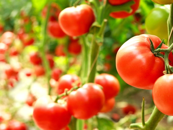 tomatoes in garden