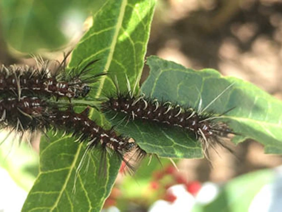 3 caterpillars on leaves