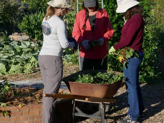 master gardener volunteers in garden