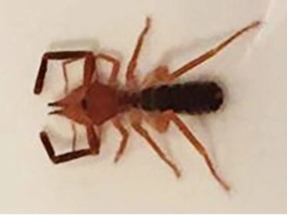 Insect with red and black boby