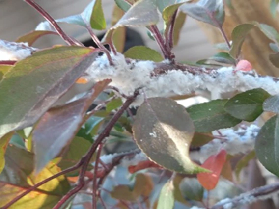 White fuzz on tree leaves