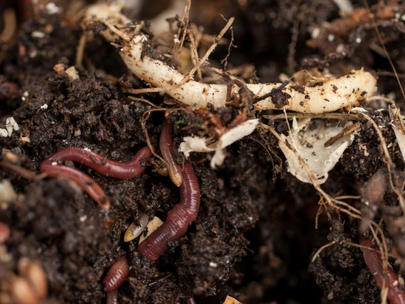 worms in soil with roots