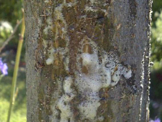 White foam on tree trunk