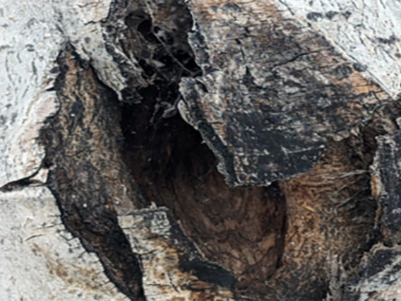 Dead portion of tree trunk