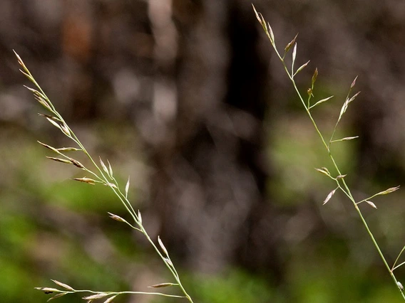 Festuca arizonica