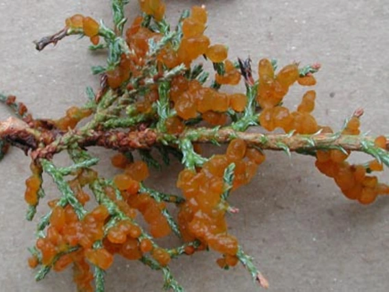 Stem with orange growths on leaves