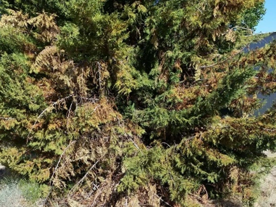 Brown, dying branches on conifer tree