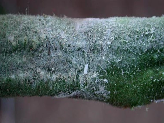 White fuzz on green stem