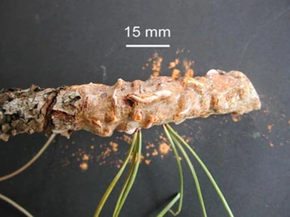 Stem with red specks and a few green needles