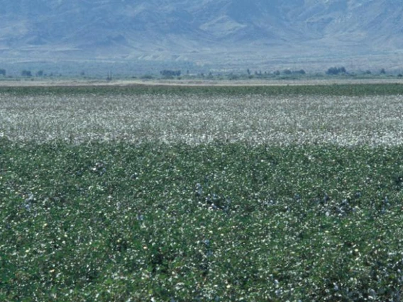 cotton field in cochise county