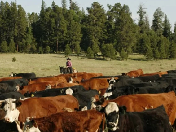 rancher herding cows