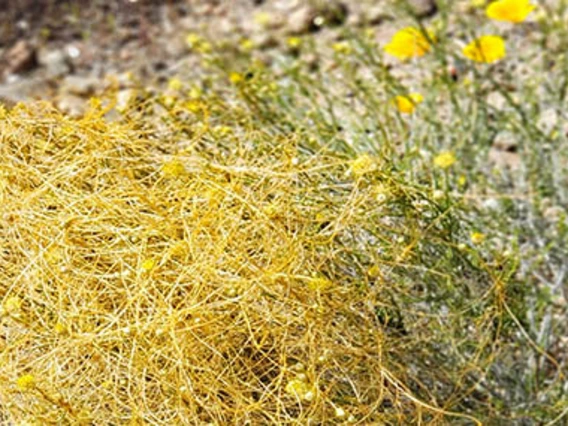 Yellow strands on plant