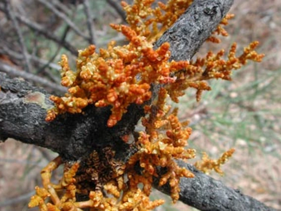 Orange growth on tree branch