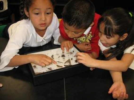 kids looking at pinned insects