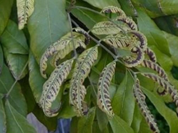 plant with dead leaves