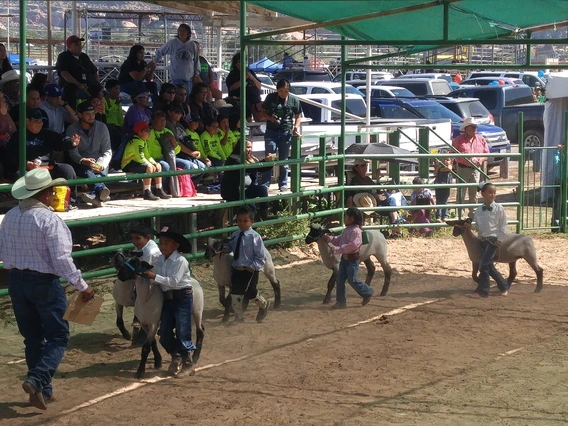 navajo nation 4-H showing sheep