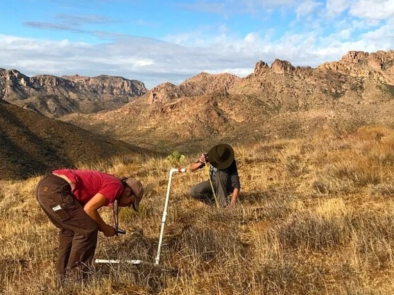 researchers conducting a vegetation survey