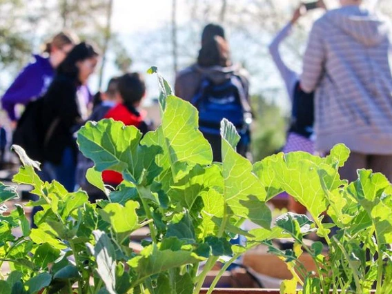 people doing activities in garden