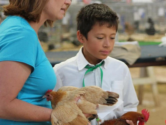 4-h youth showing chickens