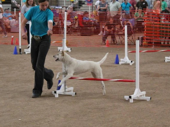 4-H youth performing dog agility