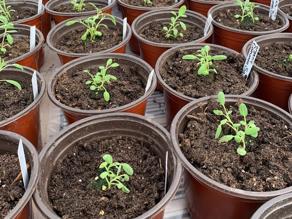 plant seedlings growing in pots