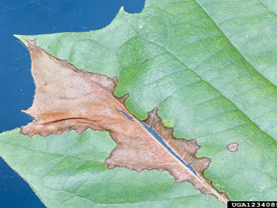 Leaf with dead portion along vein