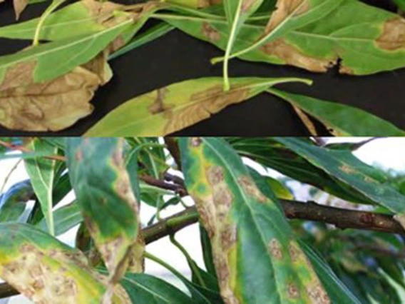 Leaves with brown spots