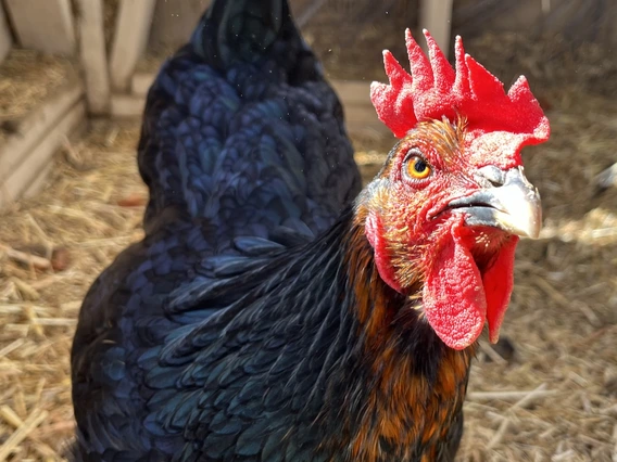 Photo of a chicken