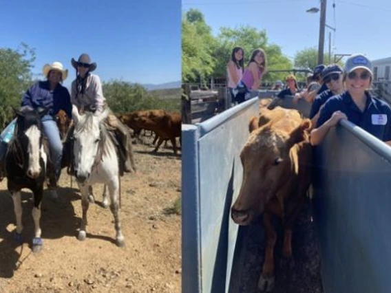 youth working with cattle