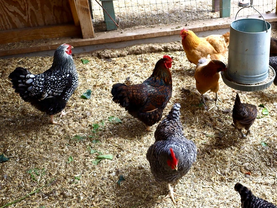 Photo of chickens in a coop