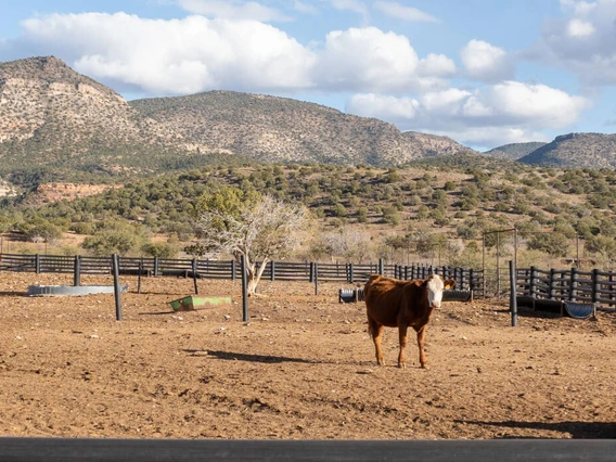 cattle in pen with mountains behind