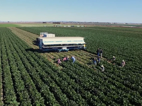 workers picking vegetables in large field