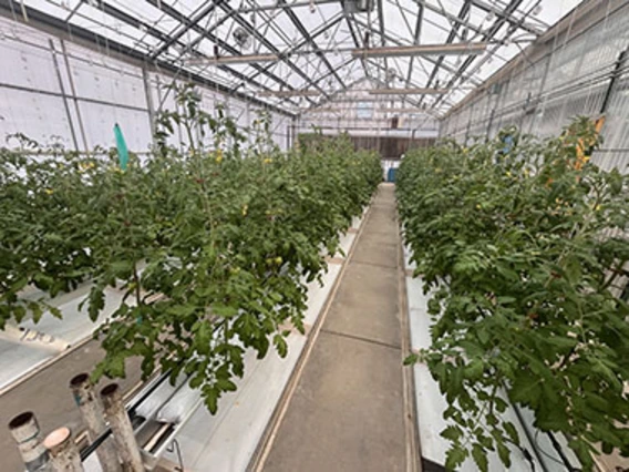 Hydroponic tomatoes in greenhouse