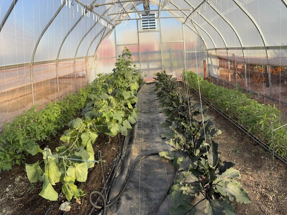 Tomato, cucumber, and eggplant plants in a hoop house