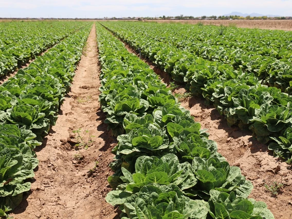 Photo of a lettuce field