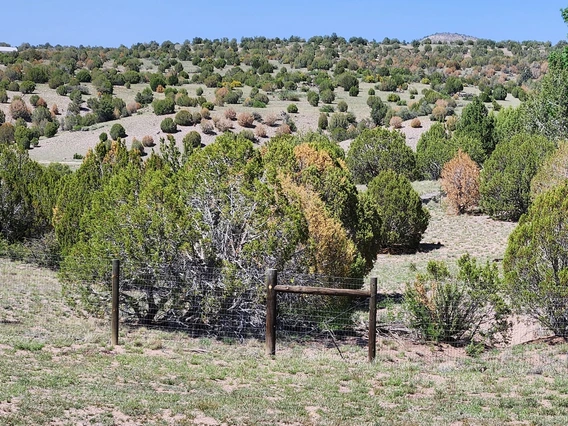 Photo of dying trees near Prescott