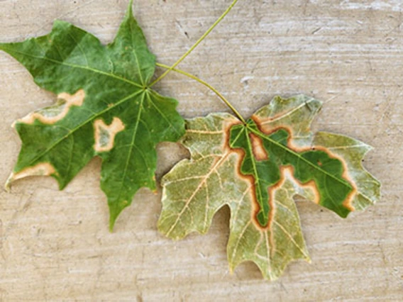 Maple leaves with browned edges