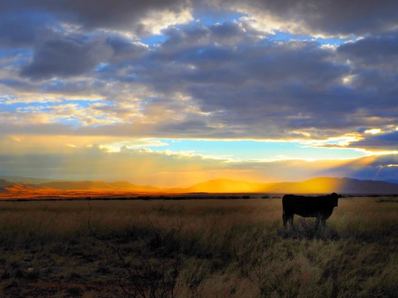 Photo of a cow in a pasture