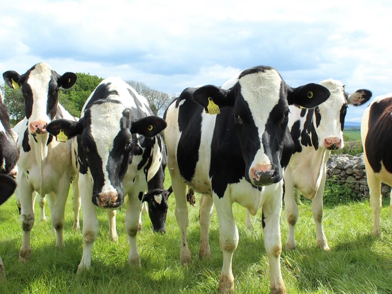 dairy cow
