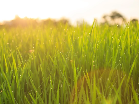 rice field