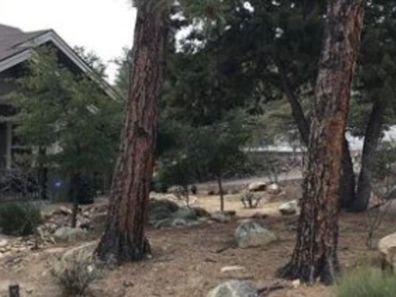 2 trees with bare ground