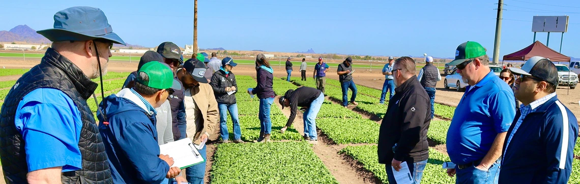 Photo of people in a spinach field