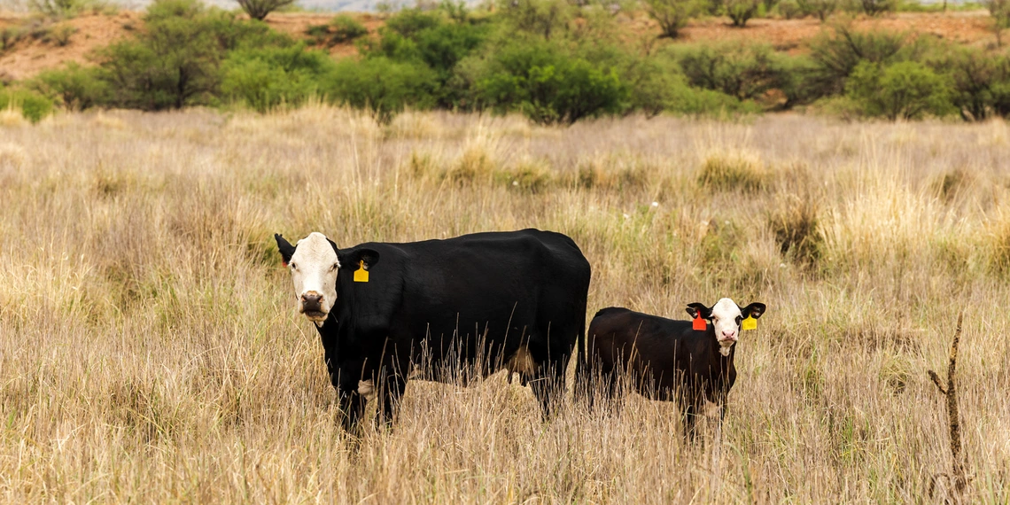 Cows with ear tags on desert range