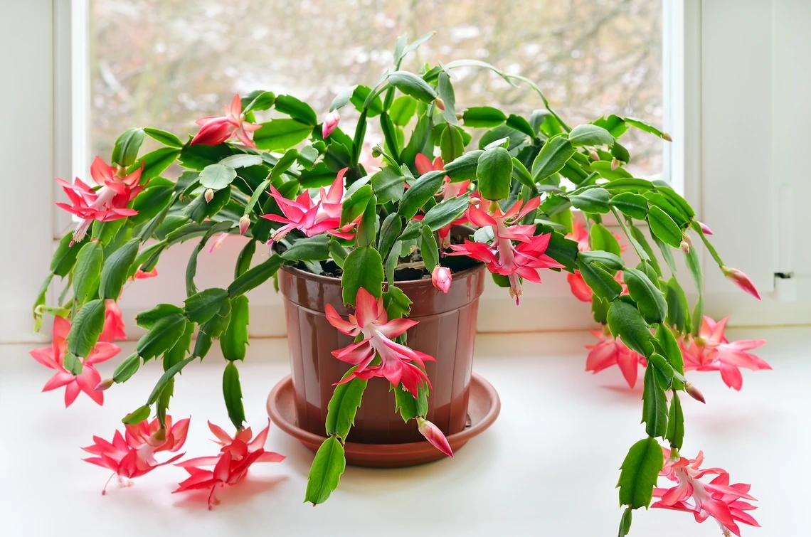 Photo of a Christmas cactus