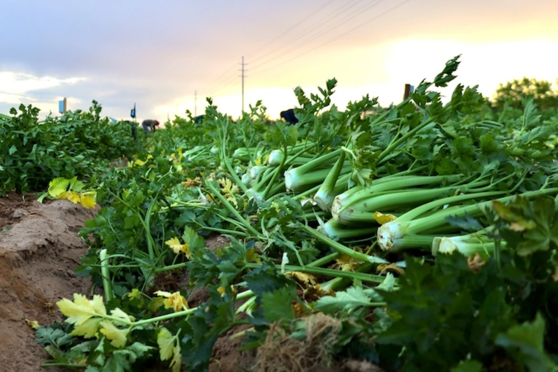 Photo of lettuce