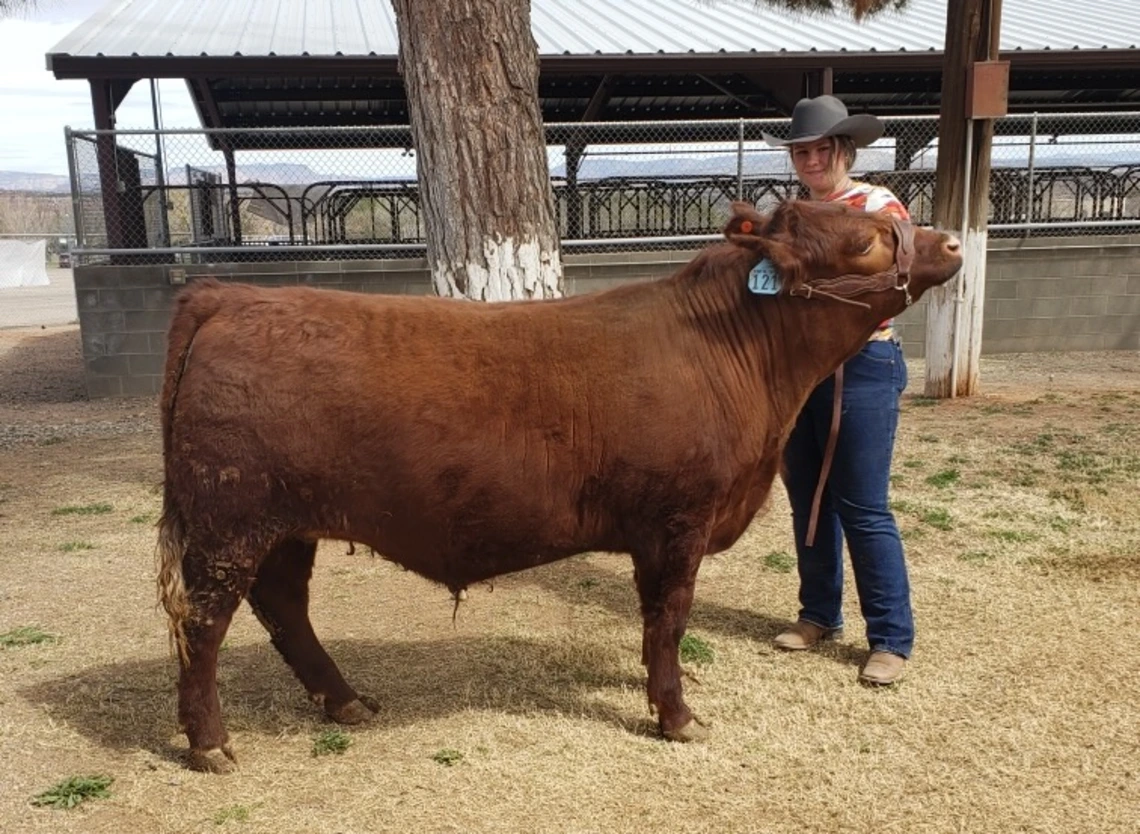 Photo of Ellyn Peterson and a cow