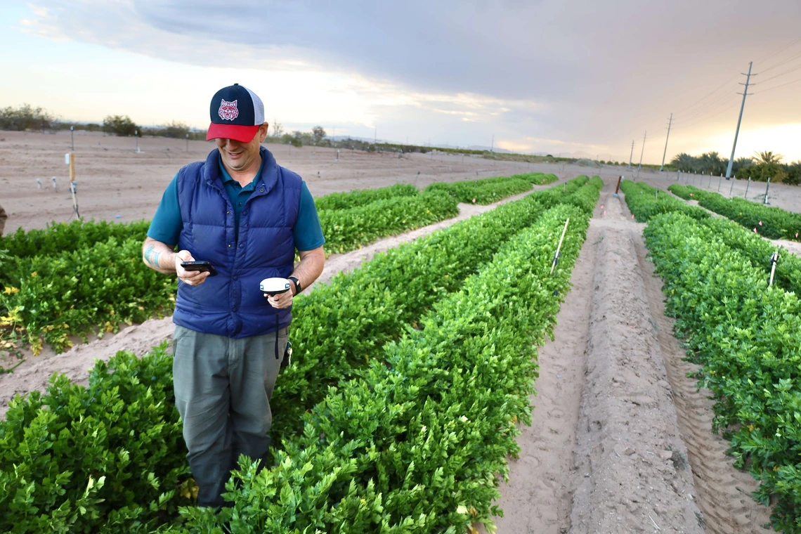 Photo of man in a lettuce field