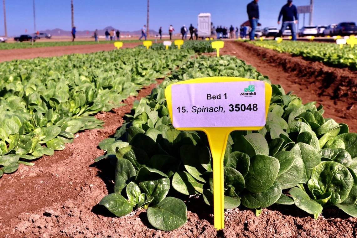 Photo of a lettuce test plot