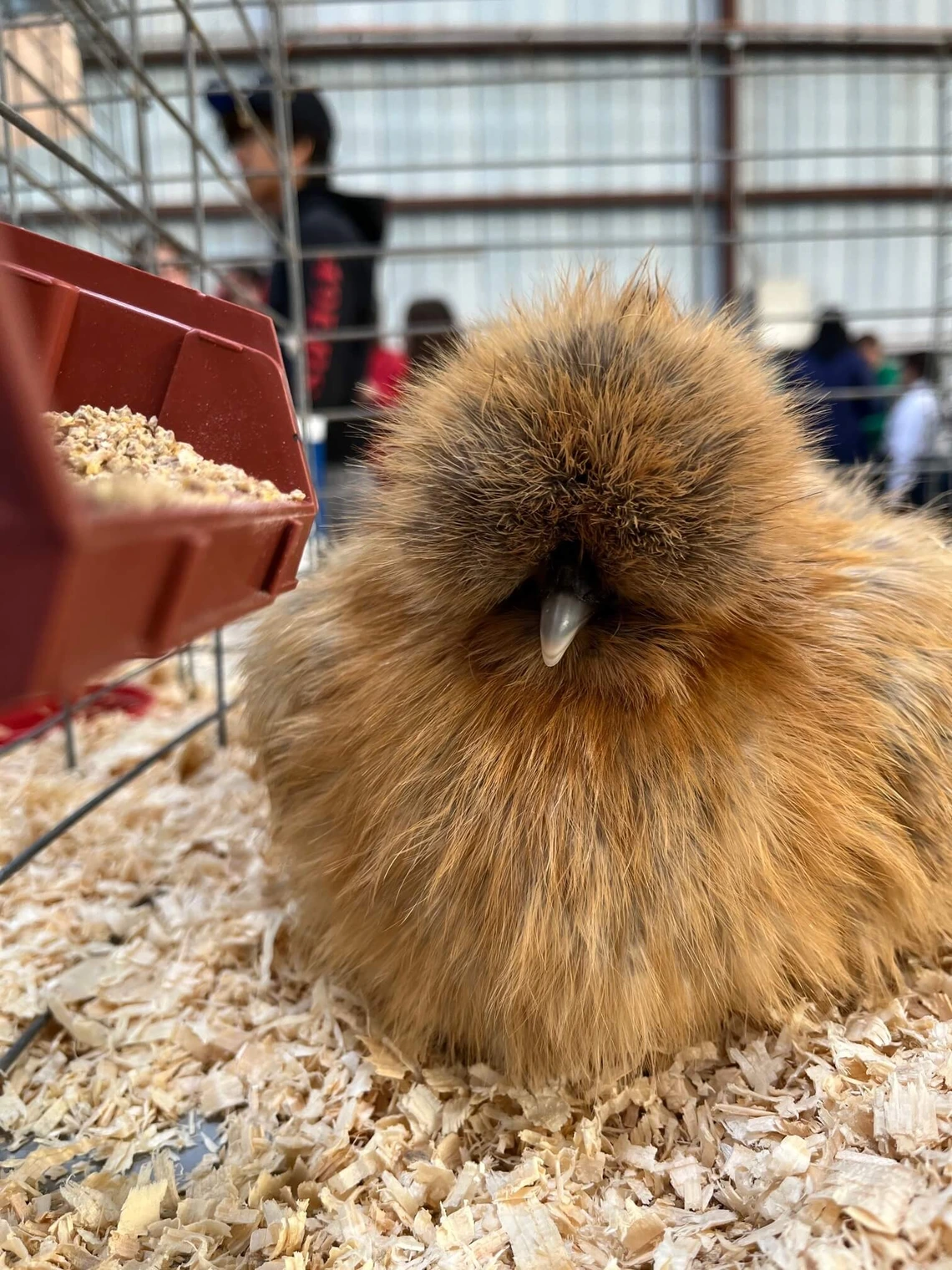 Photo of a chicken