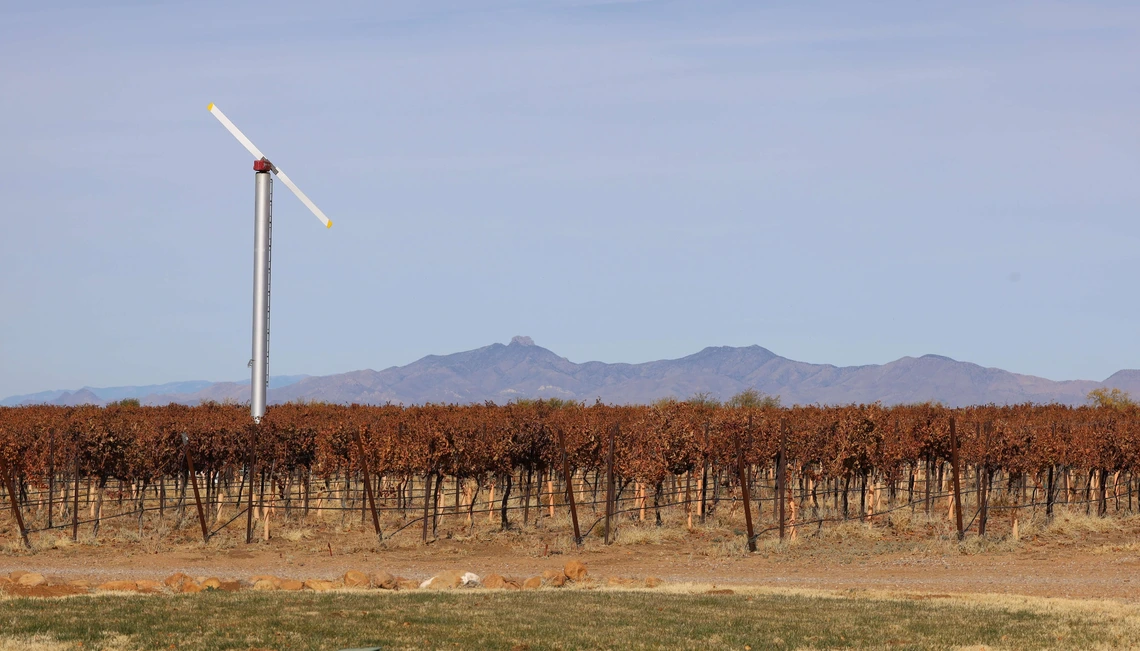 Photo of a vineyard